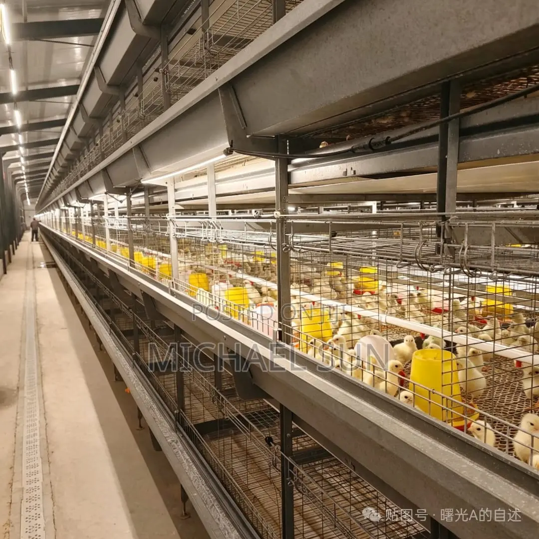 Battery Cages Automatic Chicken Farming Equipments
