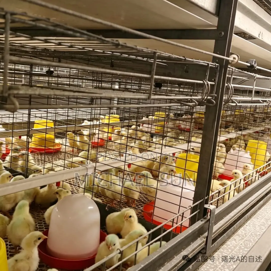 Battery Cages Automatic Chicken Farming Equipments