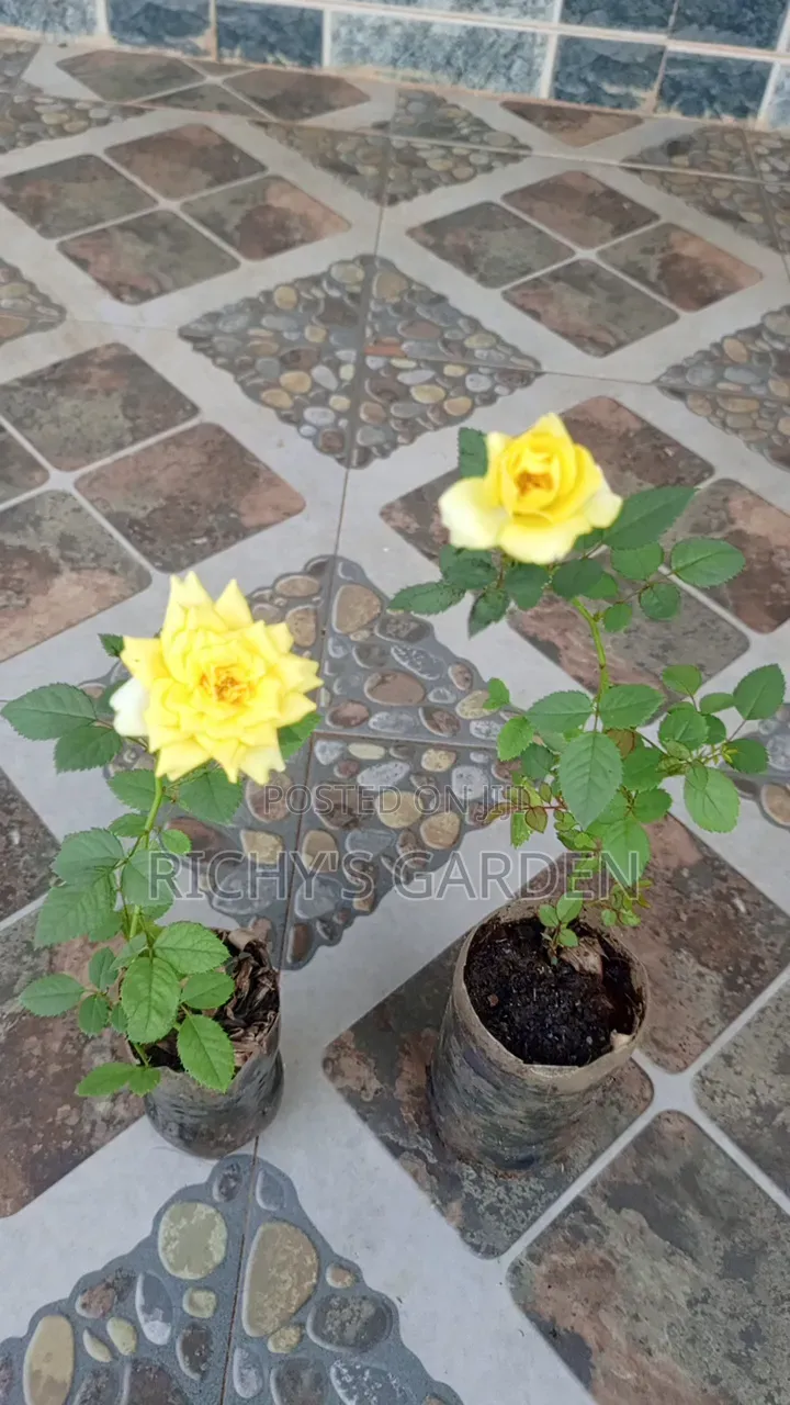 Live Plant Yellow Roses