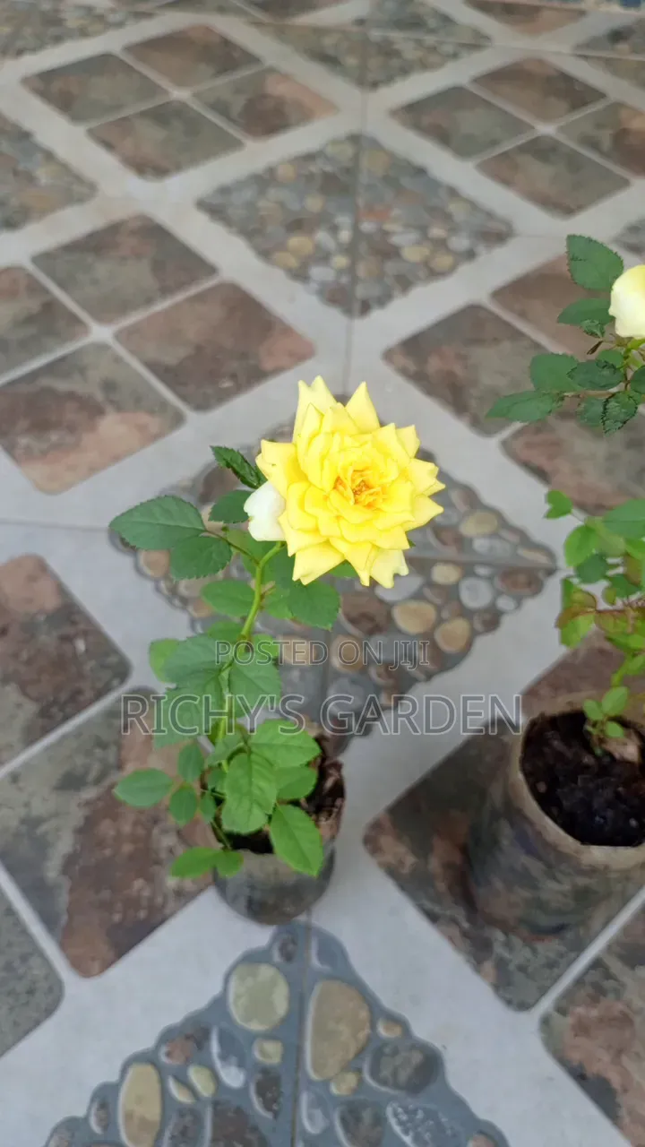 Live Plant Yellow Roses