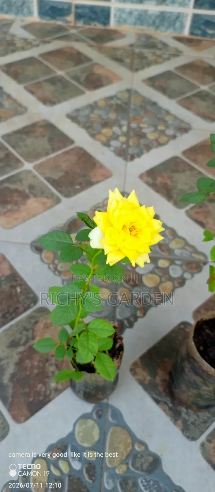 Live Plant Yellow Roses