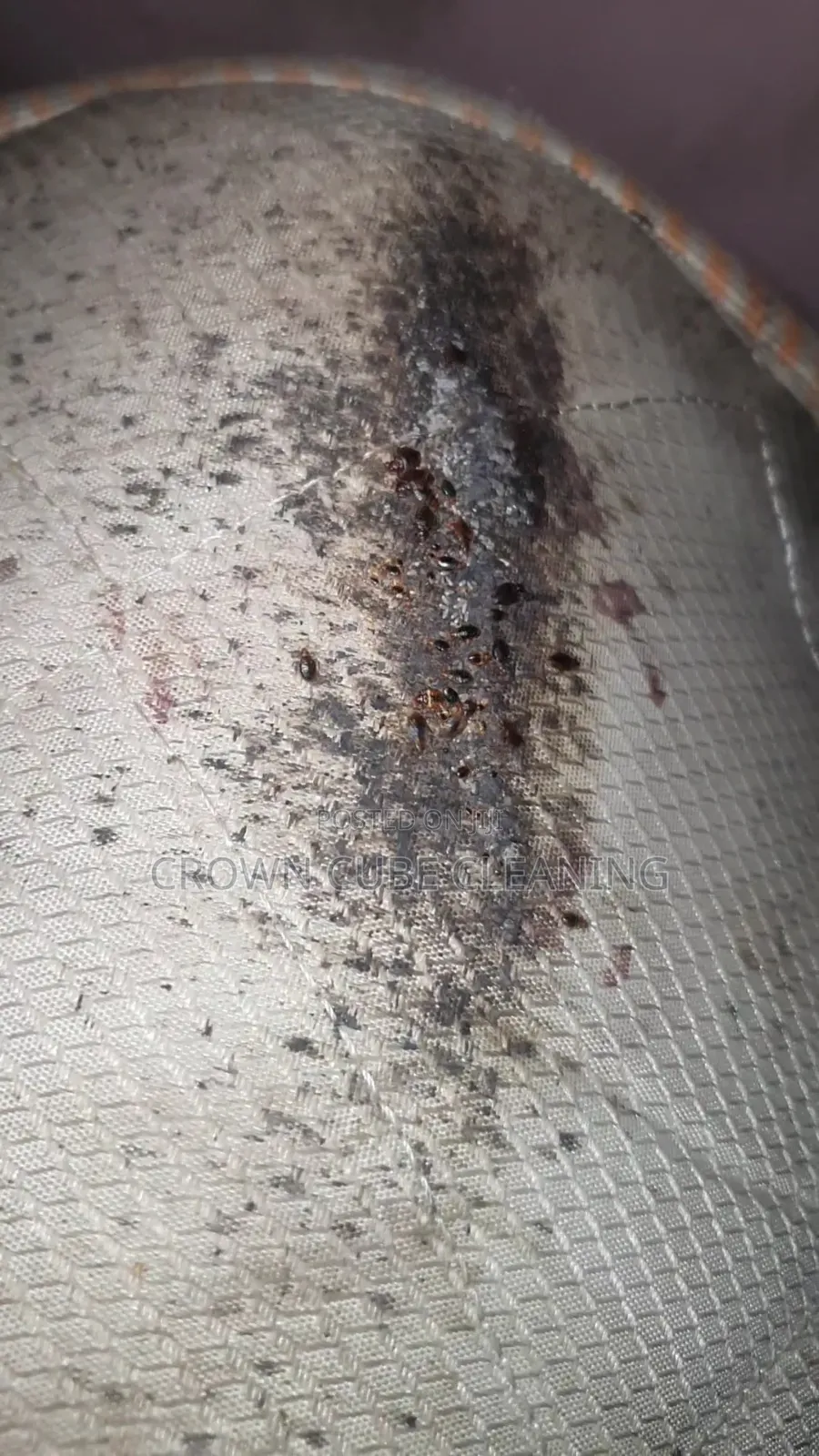 Highly Professional Fumigation Services
