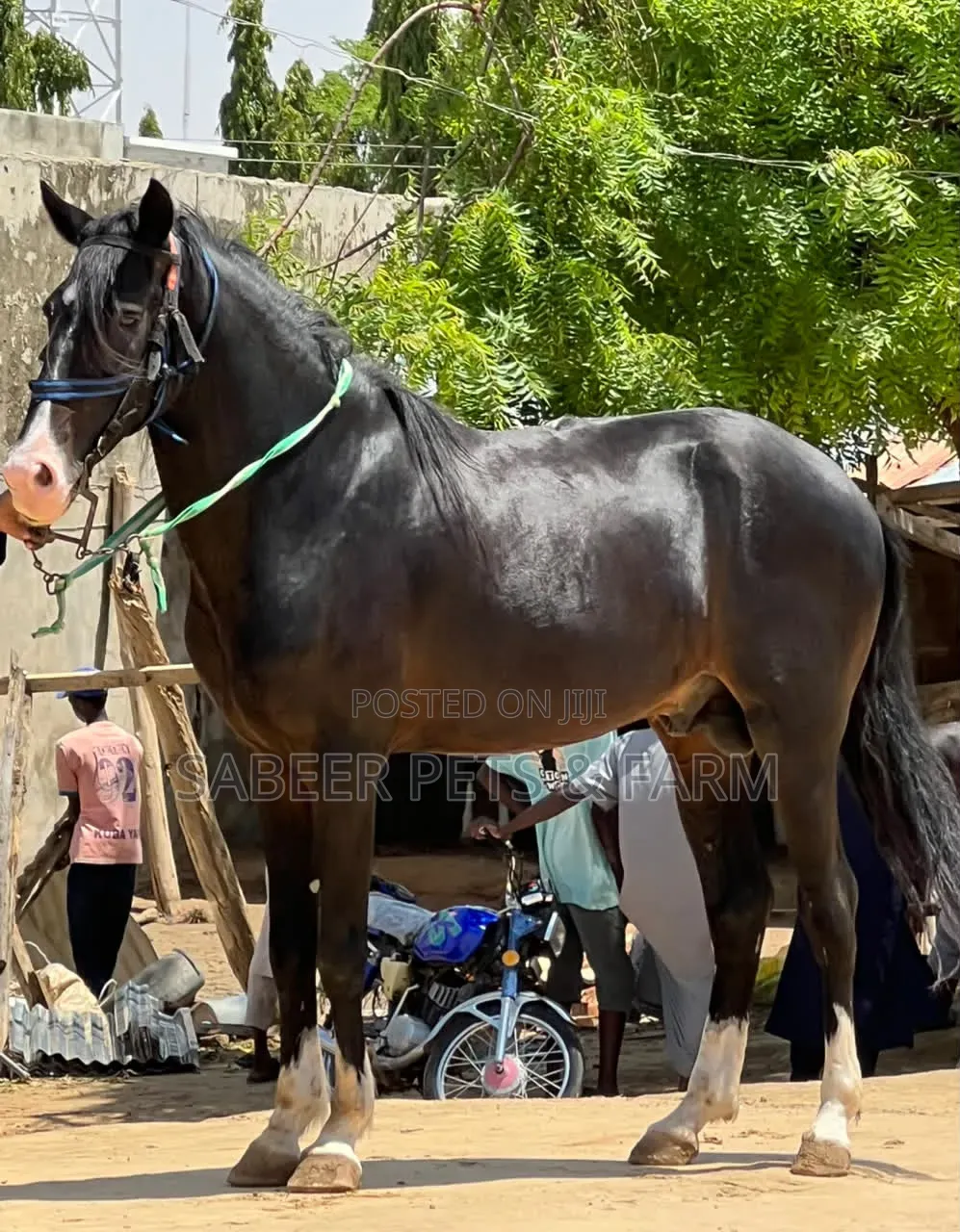 Beautiful and Well Trained Horses for Sale