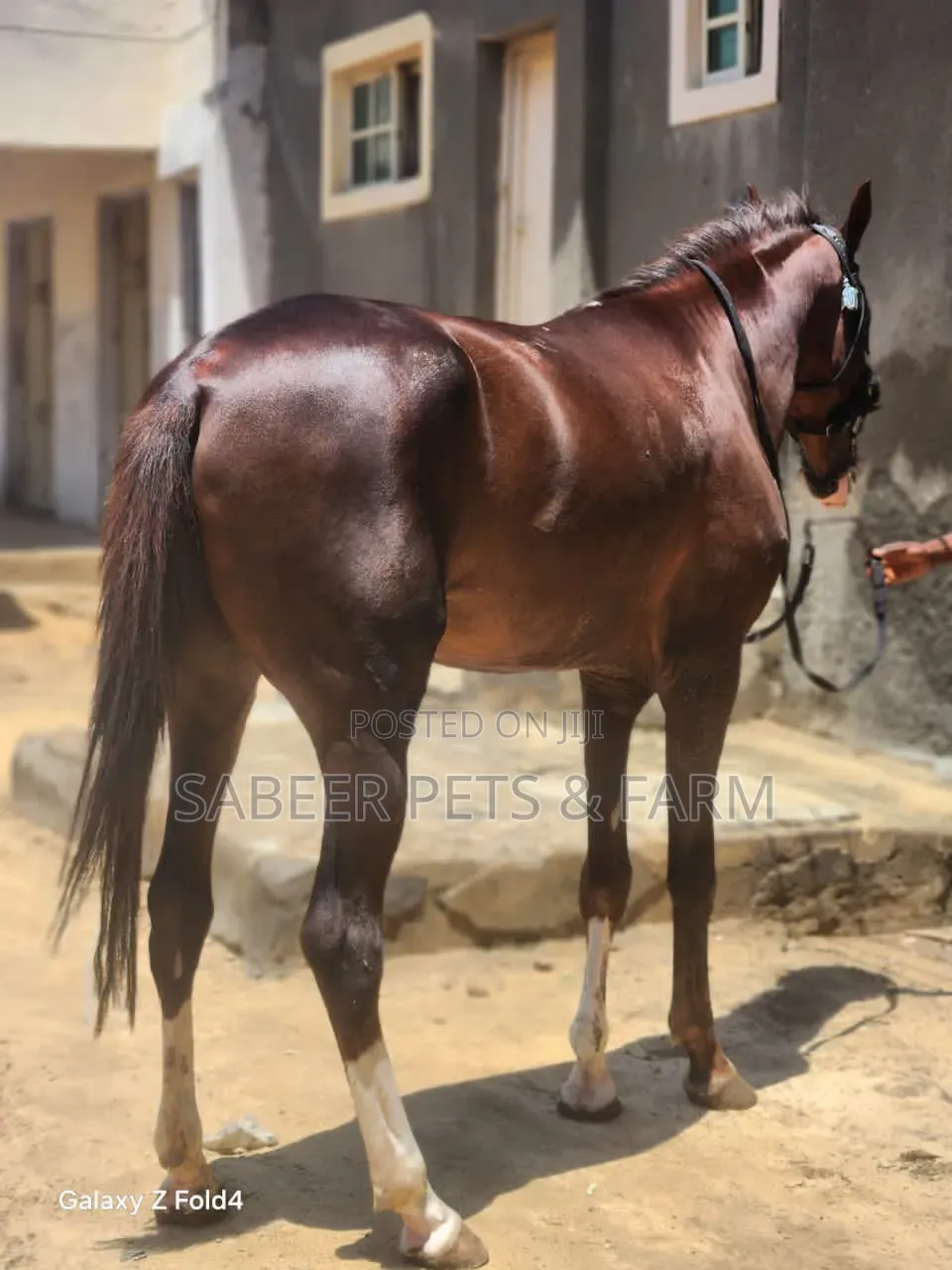Beautiful and Well Trained Horses for Sale
