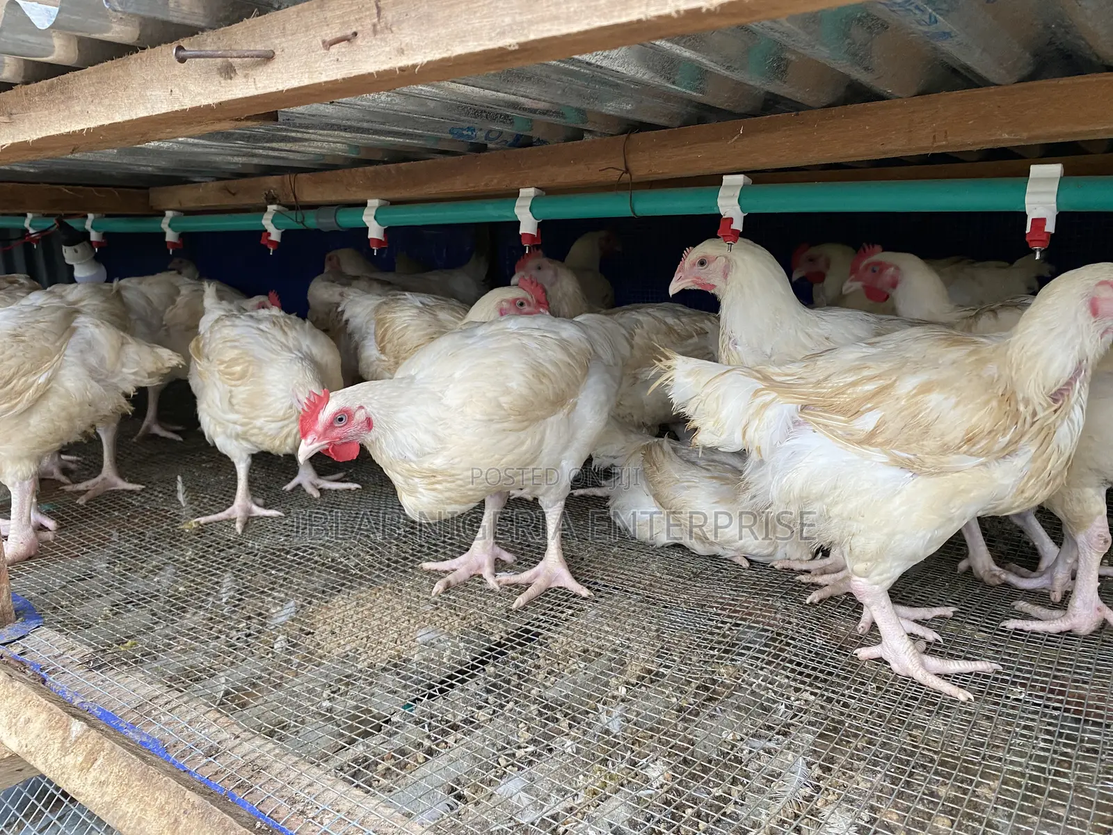 10 Weeks Broiler Chicken