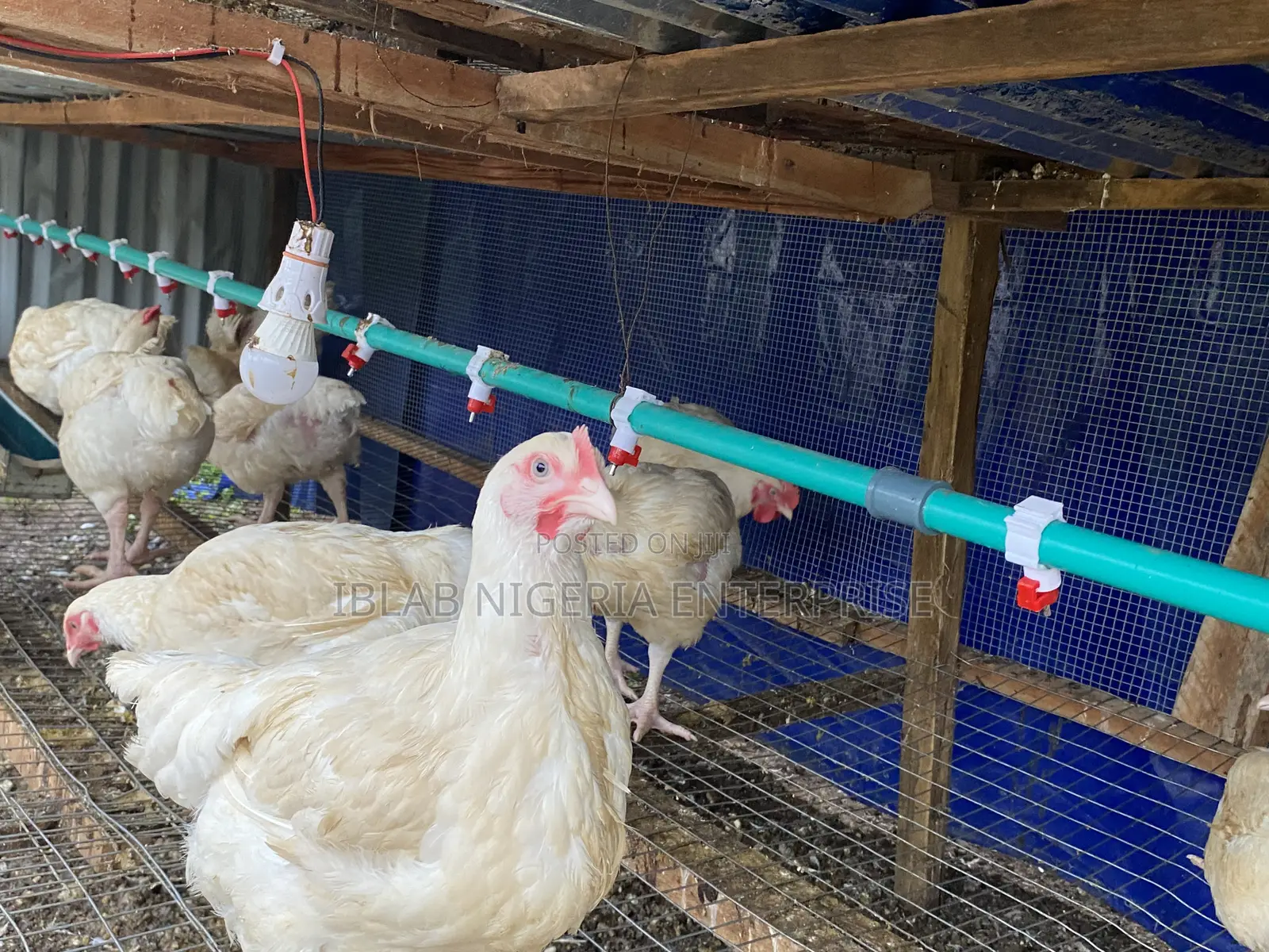 10 Weeks Broiler Chicken