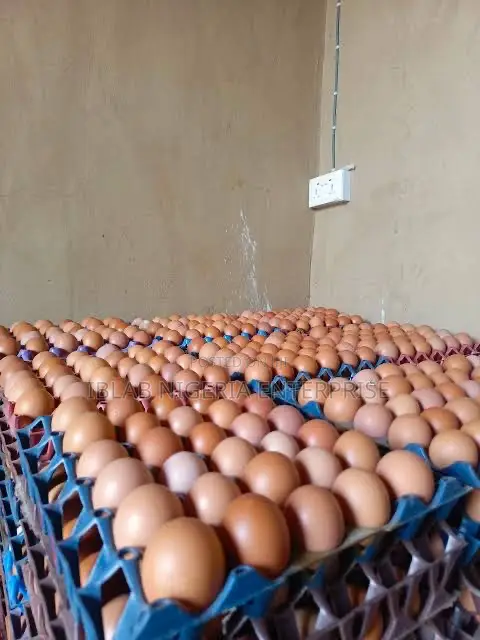 Fresh Daily Eggs