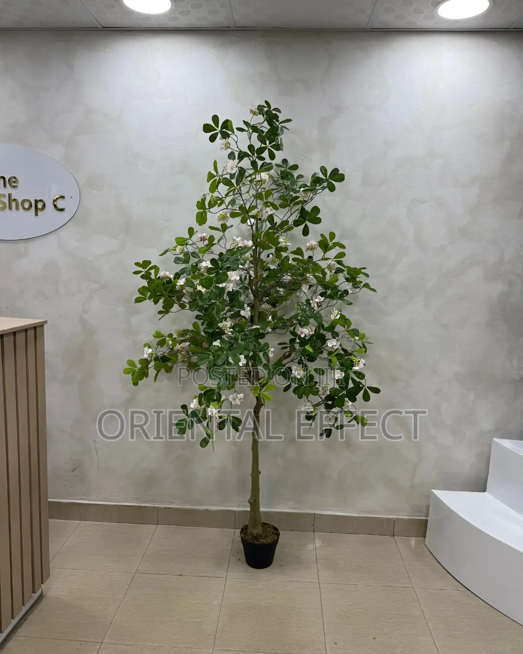 Artificial White Exotica Tree 185cm | Indoor Plant Nigeria