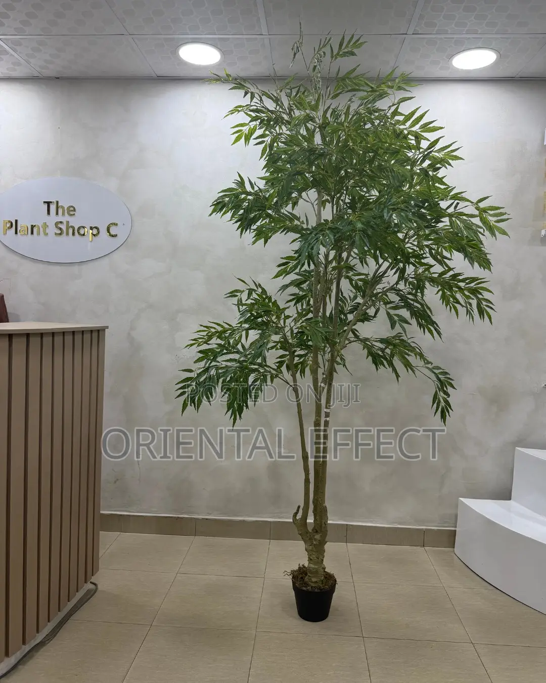 Artificial Mahonia Tree 210cm | Artificial Plant Nigeria