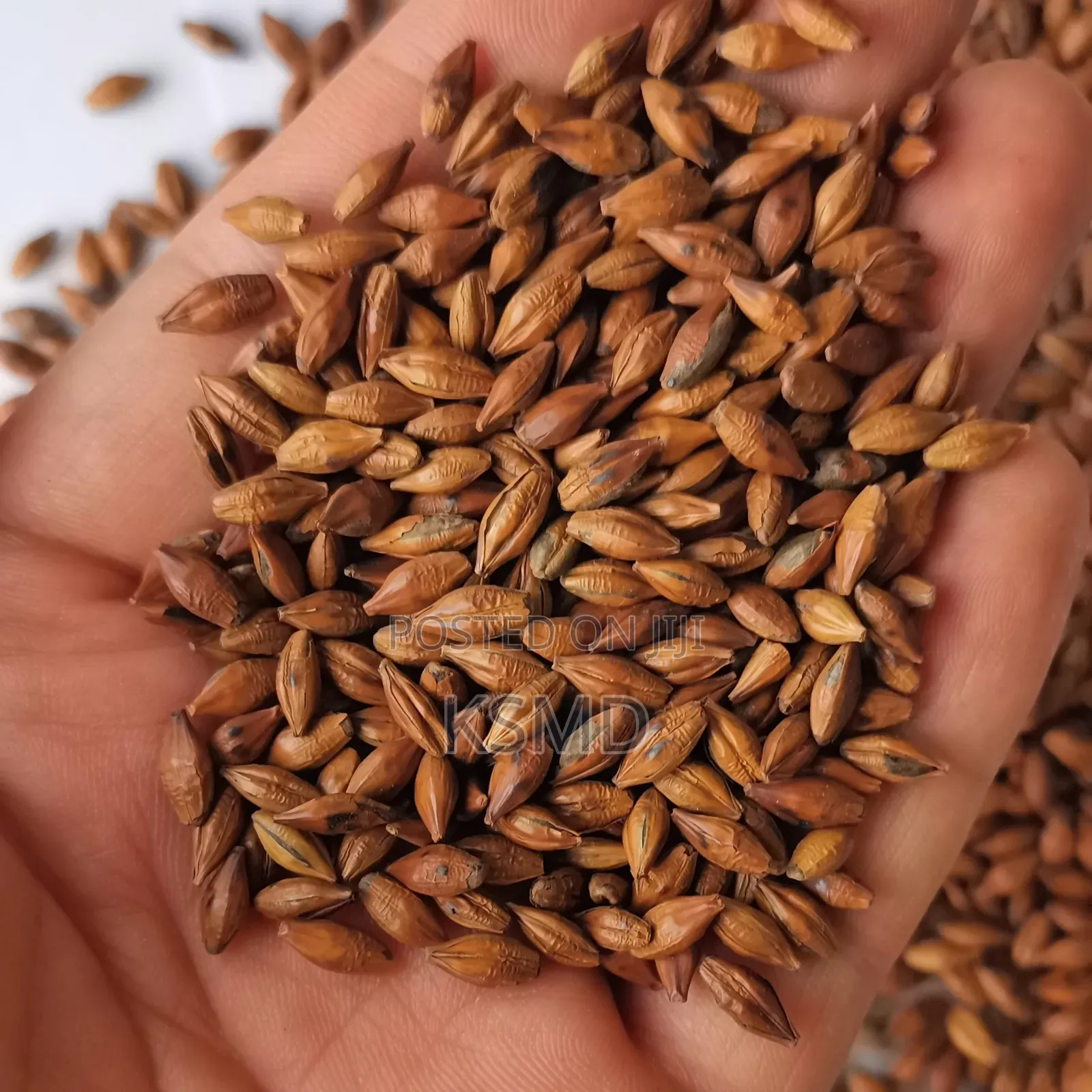 Fried Roasted Barley Tea 250grams