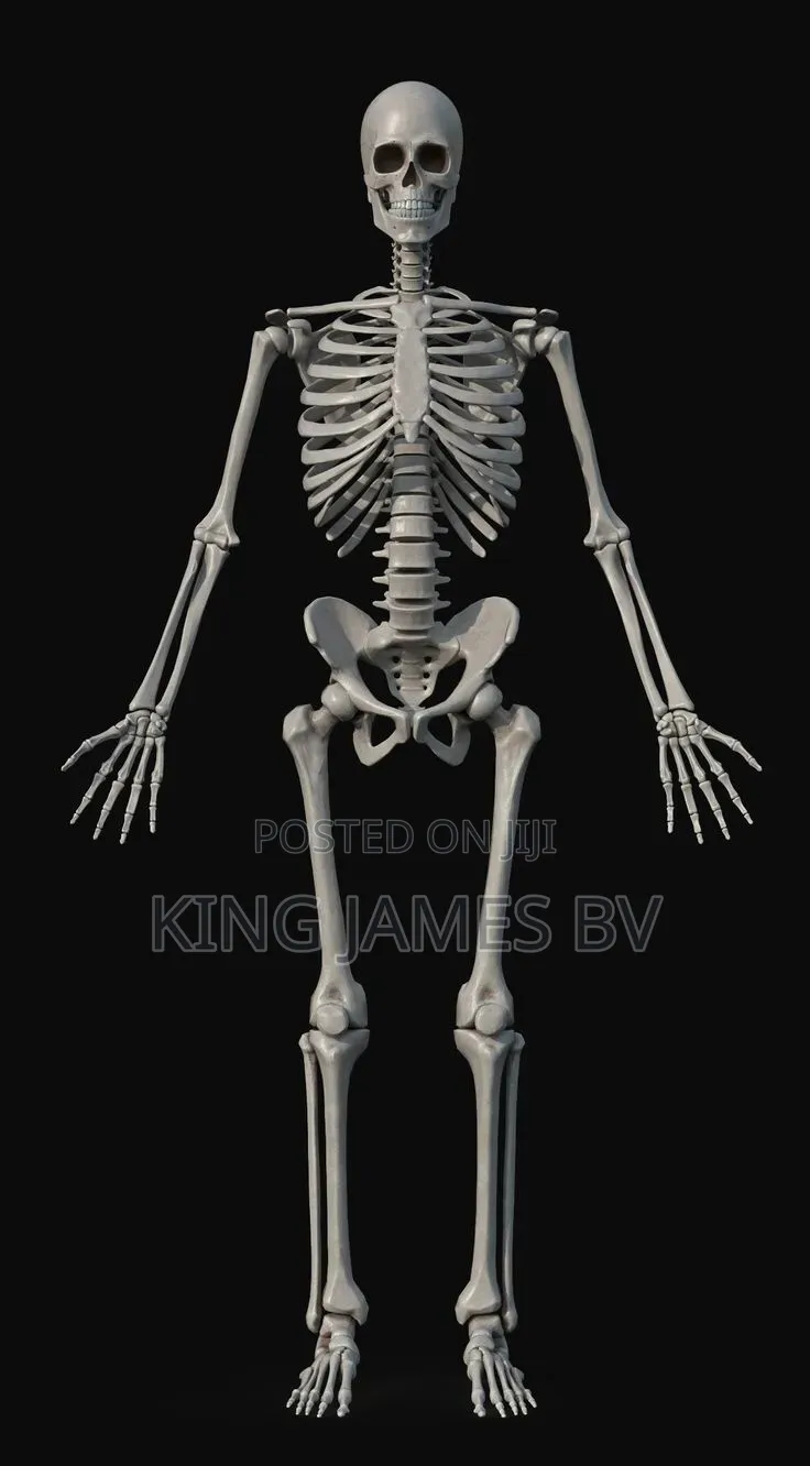 Human Skeleton Model for Laboratory – Medical Education Tool