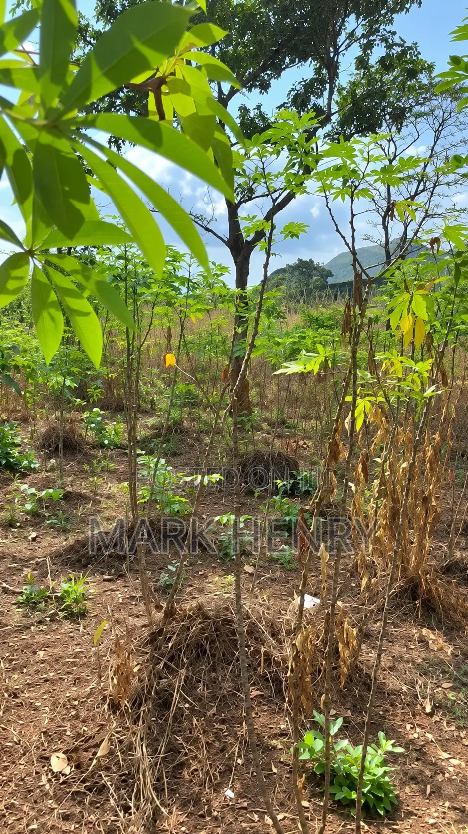 Plot of Land for Sale