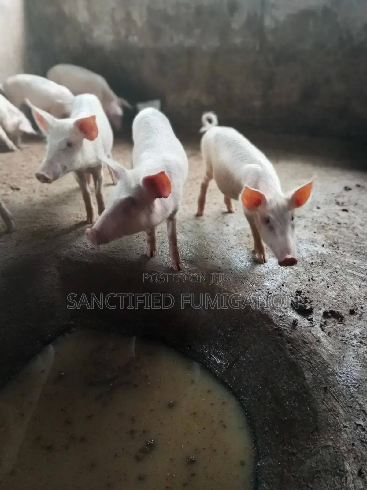Pigs for Sale