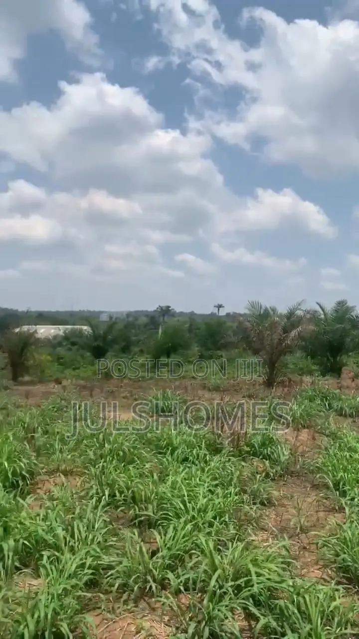Palm Farming Land at Ijebu-Igbo Ogun State