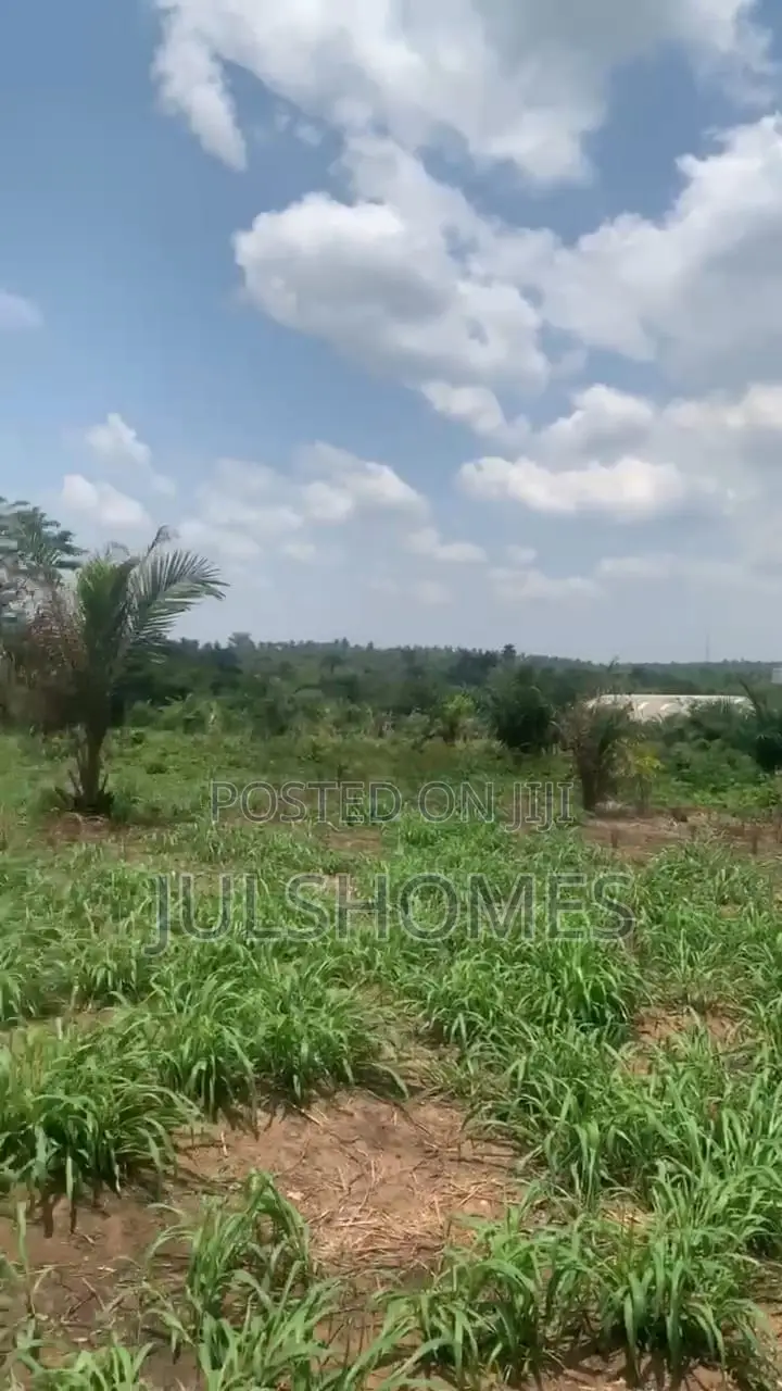 Palm Farming Land at Ijebu-Igbo Ogun State