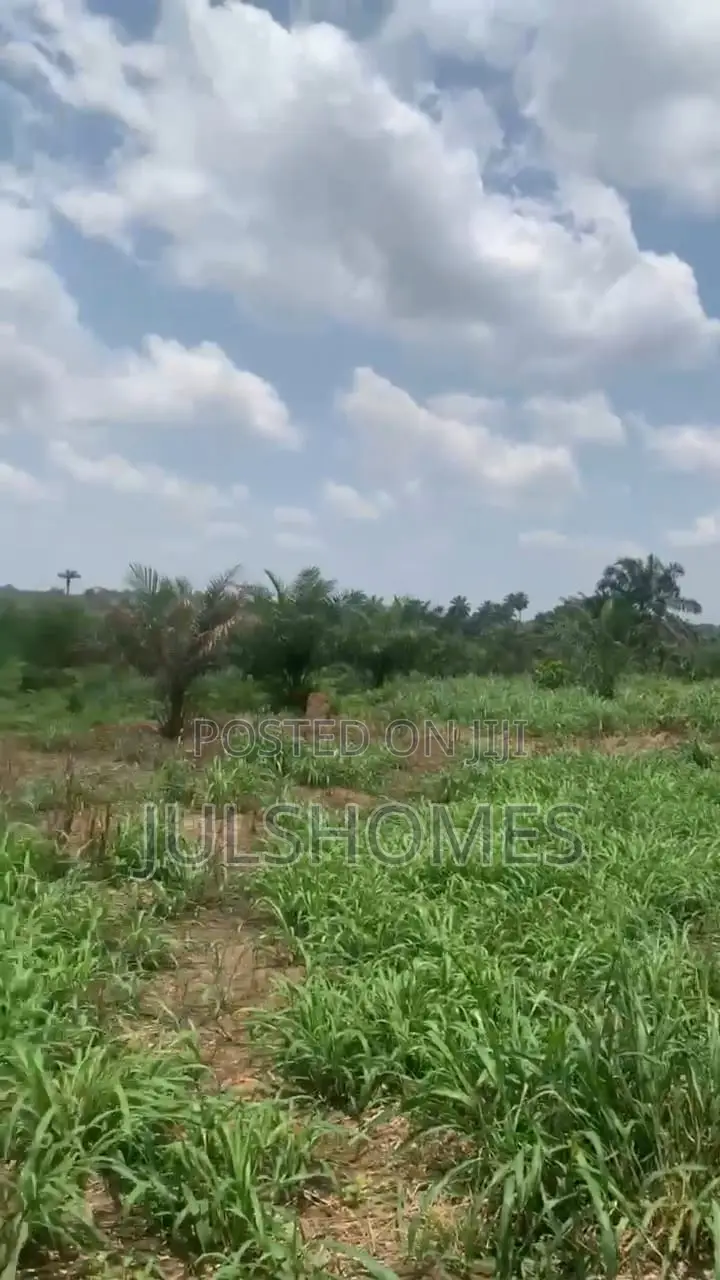 Palm Farming Land at Ijebu-Igbo Ogun State