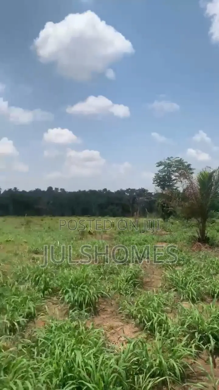 Palm Farming Land at Ijebu-Igbo Ogun State