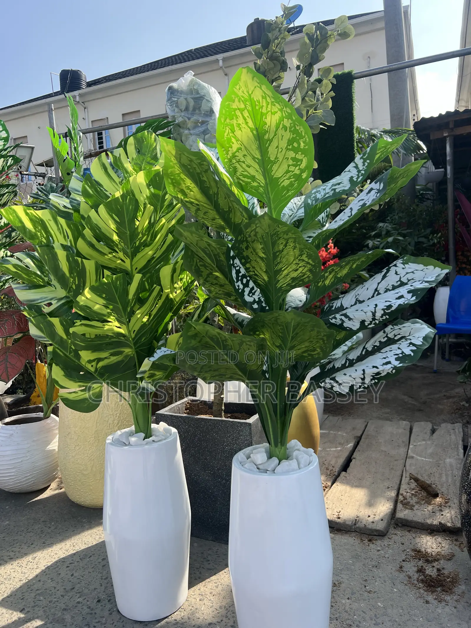 Elegant Tapered Decorative Planter With Dieffenbachia Plant