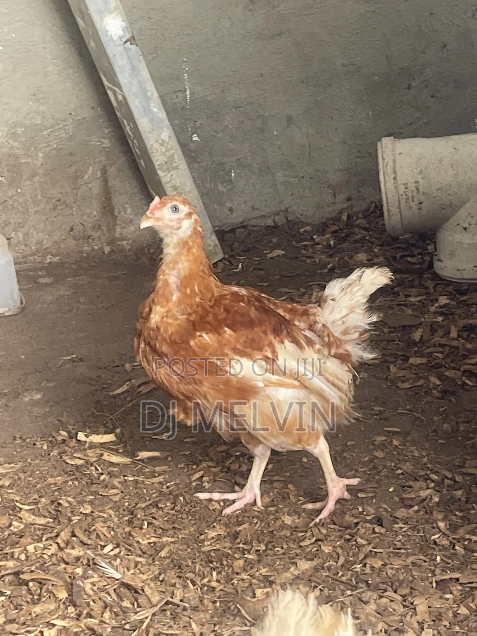 Pullets Noiler