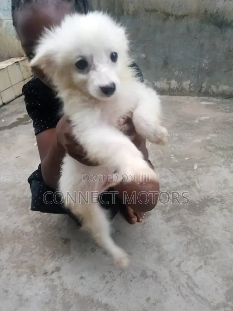 1-3 months Male Purebred American Eskimo