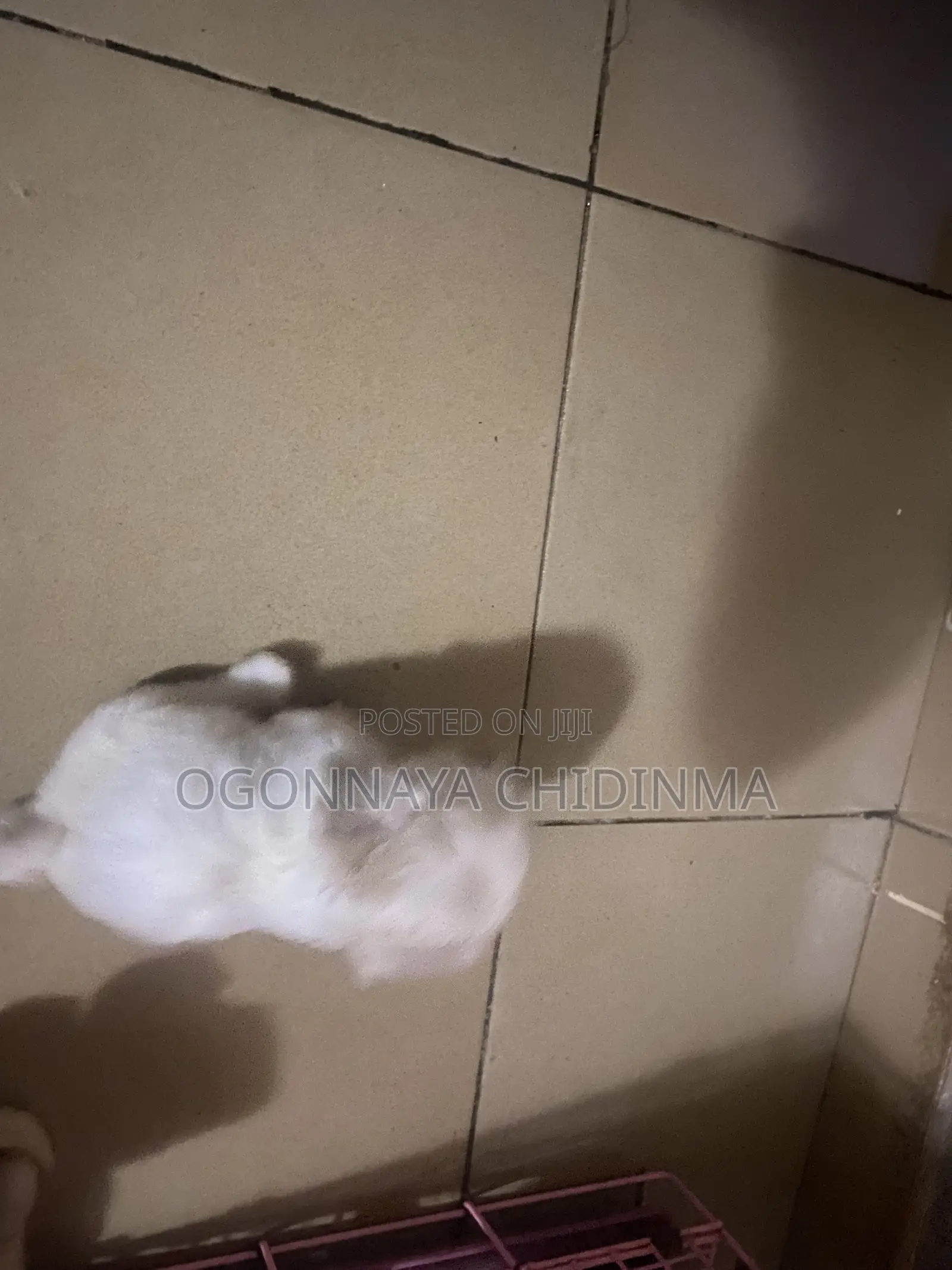 1-3 months Female Purebred Lhasa Apso