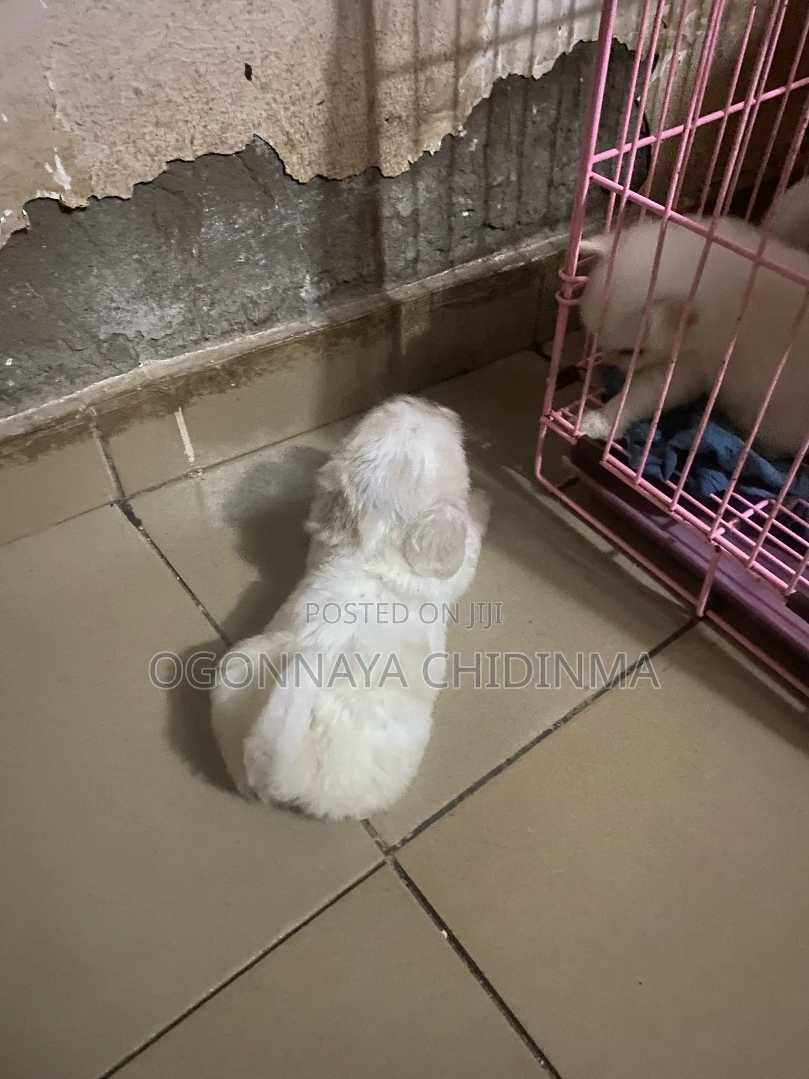1-3 months Female Purebred Lhasa Apso