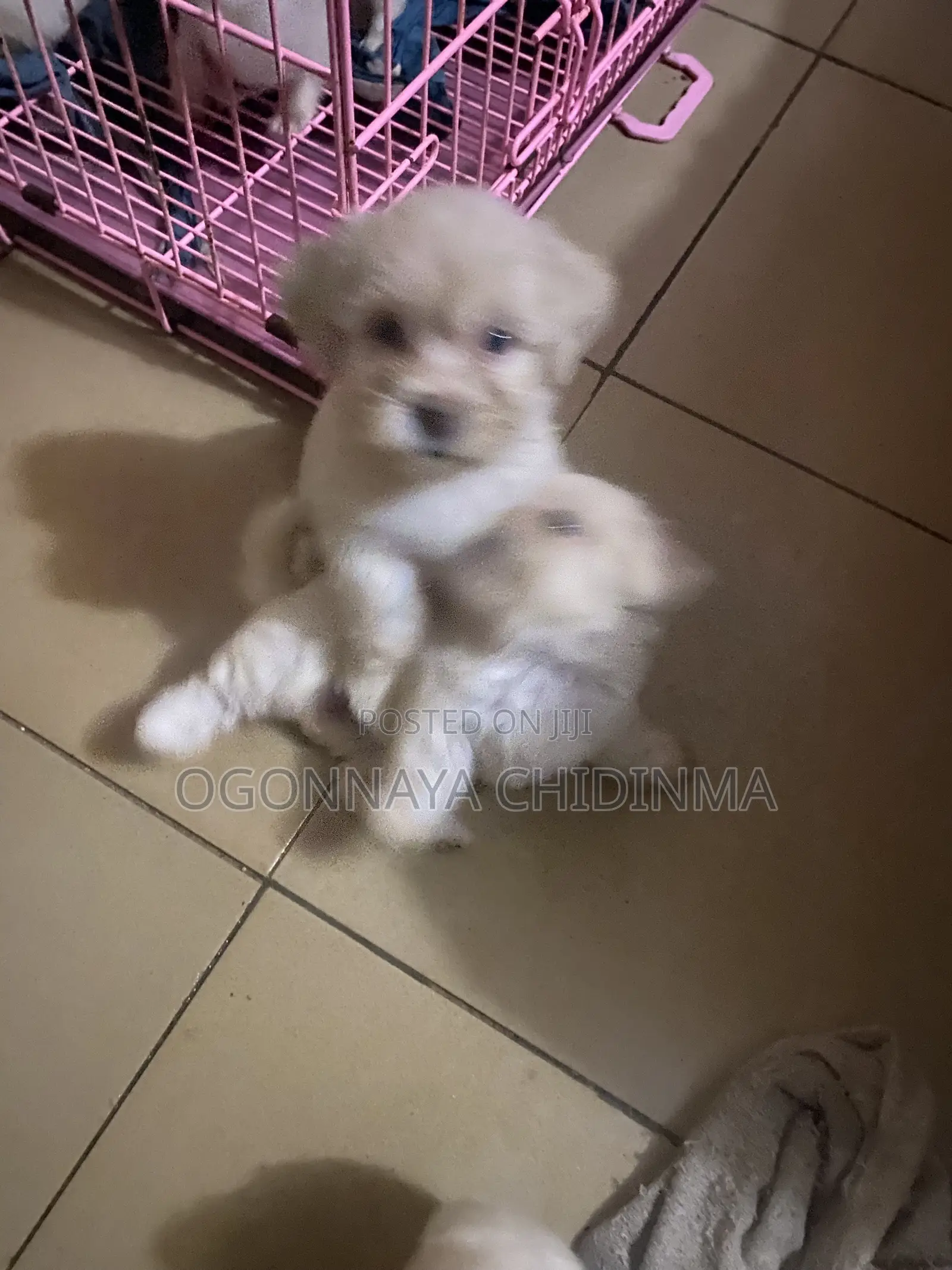 1-3 months Female Purebred Lhasa Apso