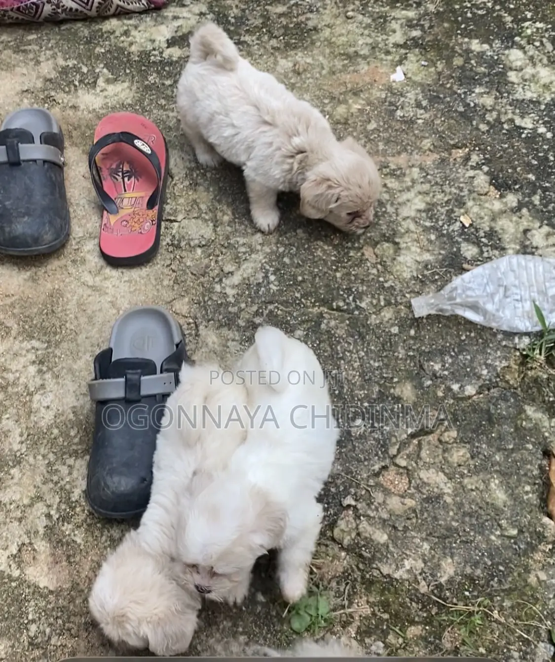 1-3 months Female Purebred Lhasa Apso