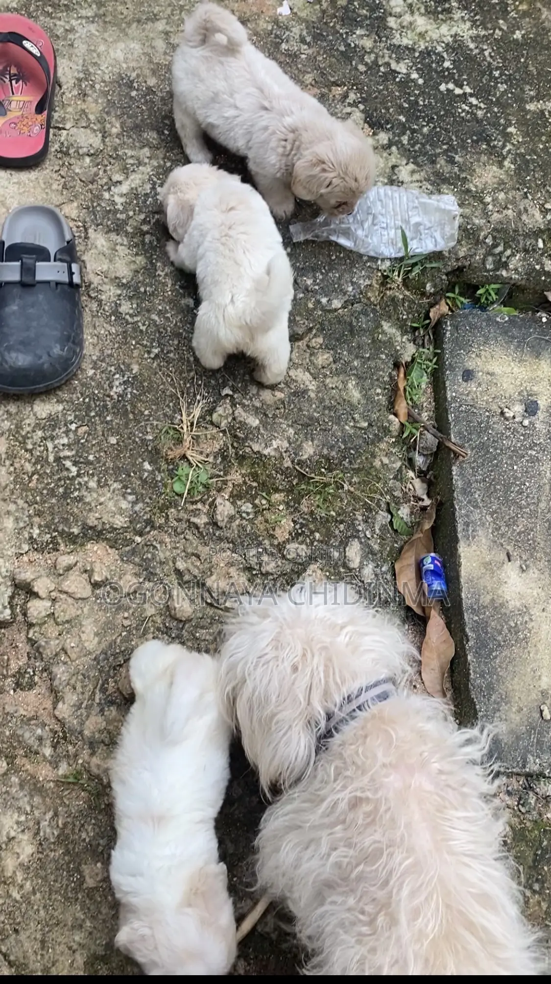 1-3 months Female Purebred Lhasa Apso