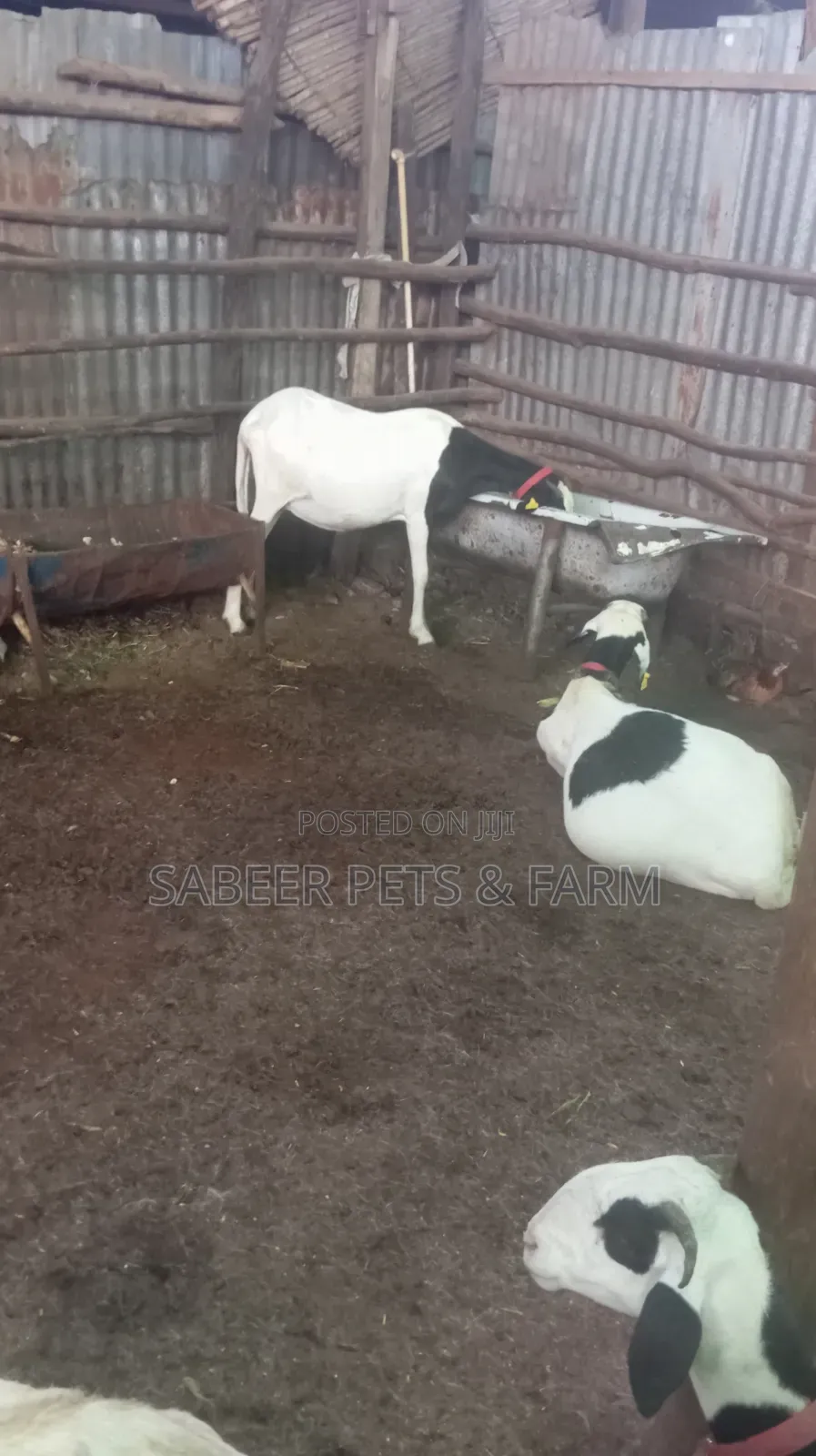 Pure and Healthy Ladoum Breeds of Sheeps for Sale