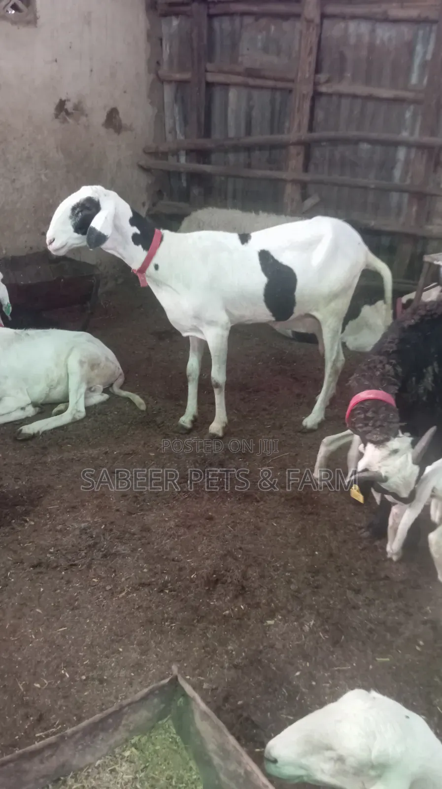 Pure and Healthy Ladoum Breeds of Sheeps for Sale