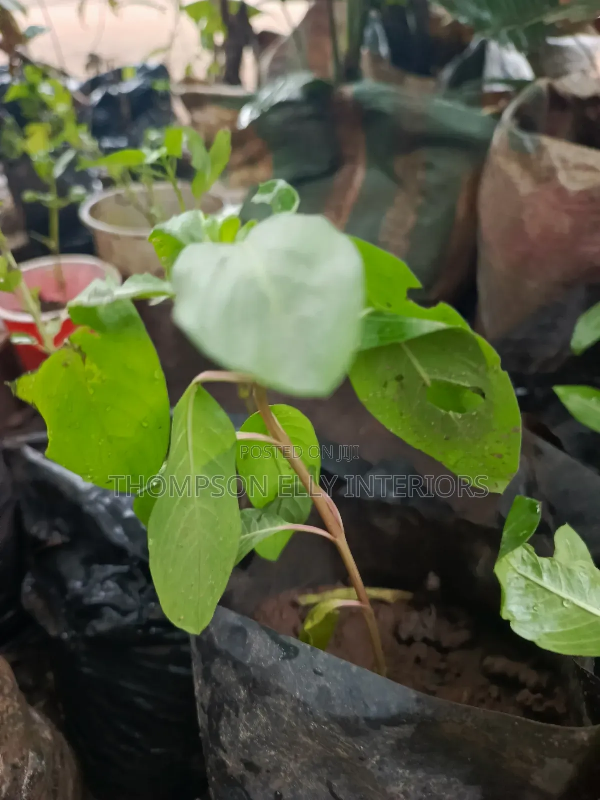 Rose (Madagascar) Periwinkle Plant