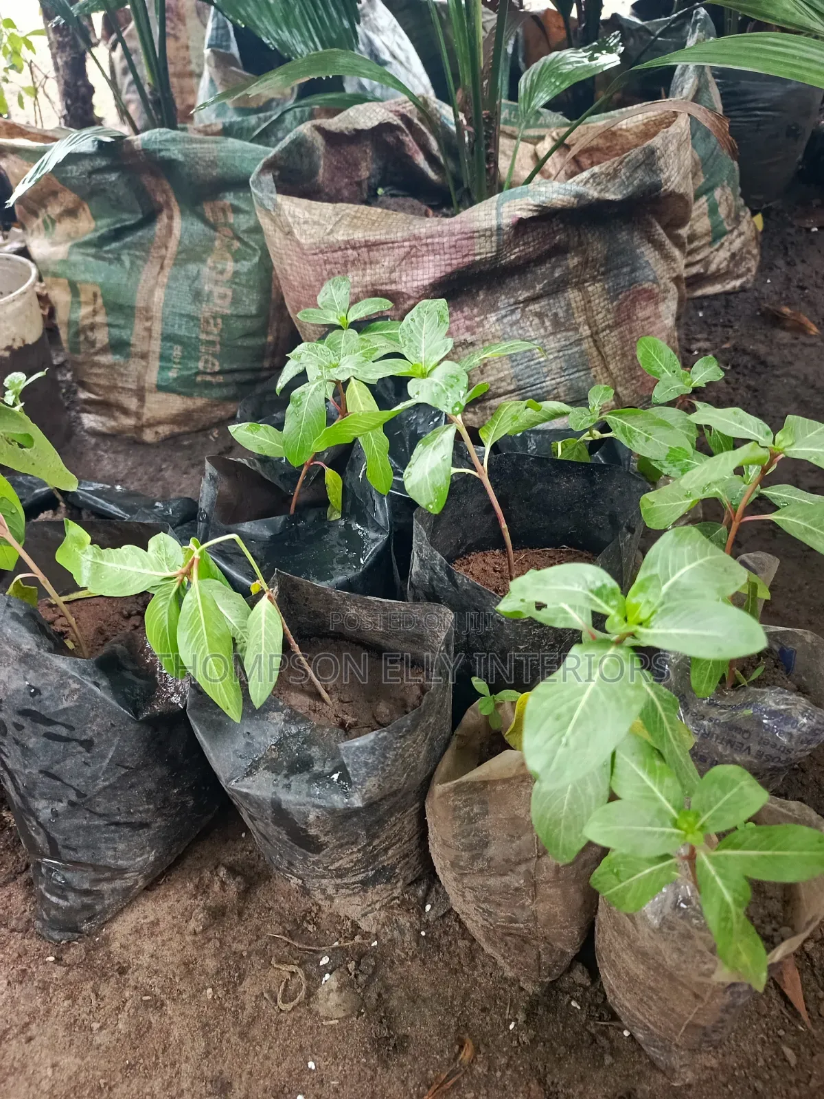 Rose (Madagascar) Periwinkle Plant