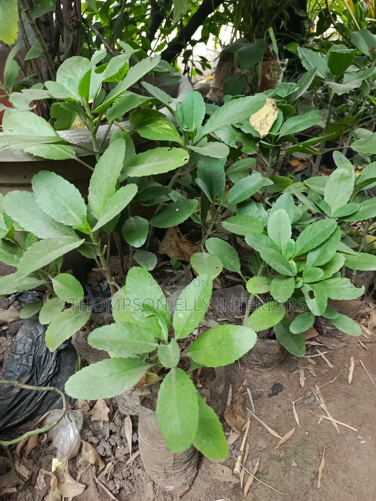 Miracle Leaf