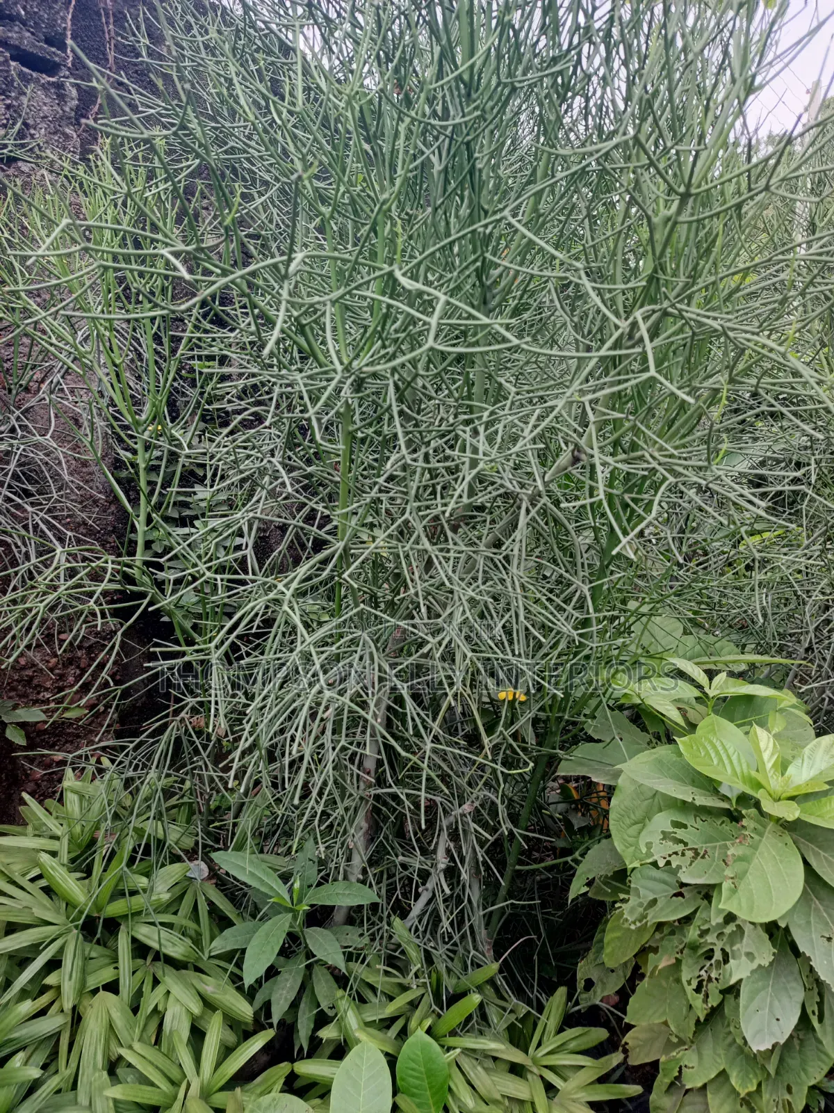 Pencil Cactus / Milk Bush