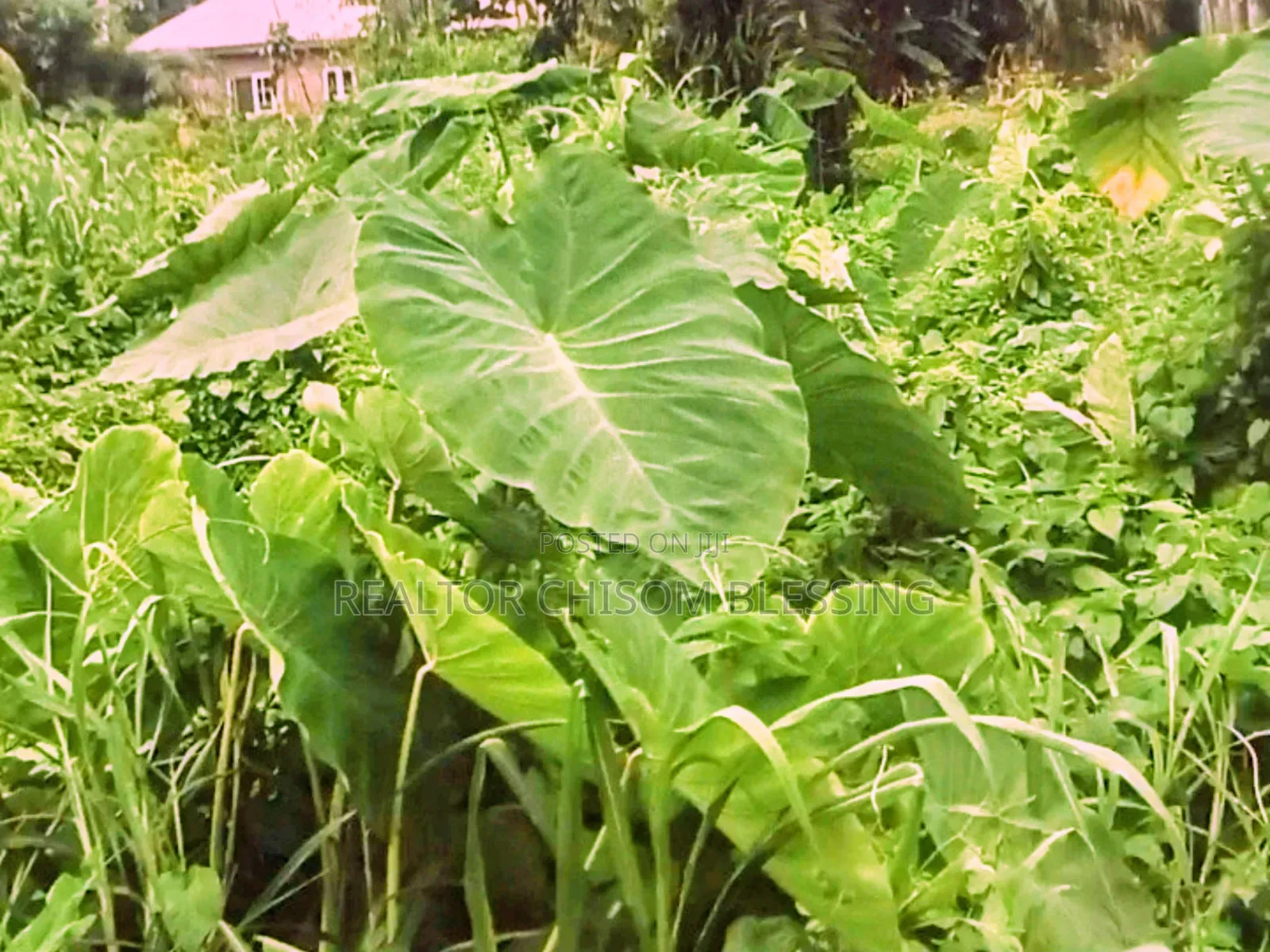 Land for Sale in Old Umuahia Abia State