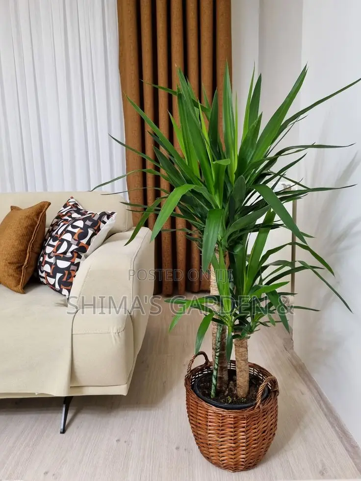 Fresh Natural Plants