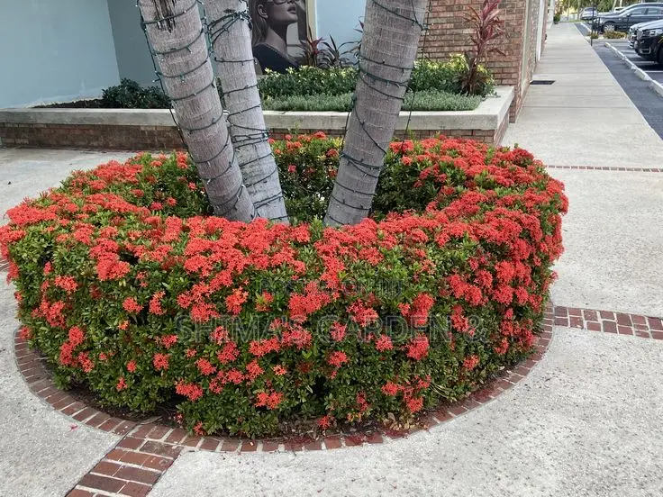 Fresh Natural Plants