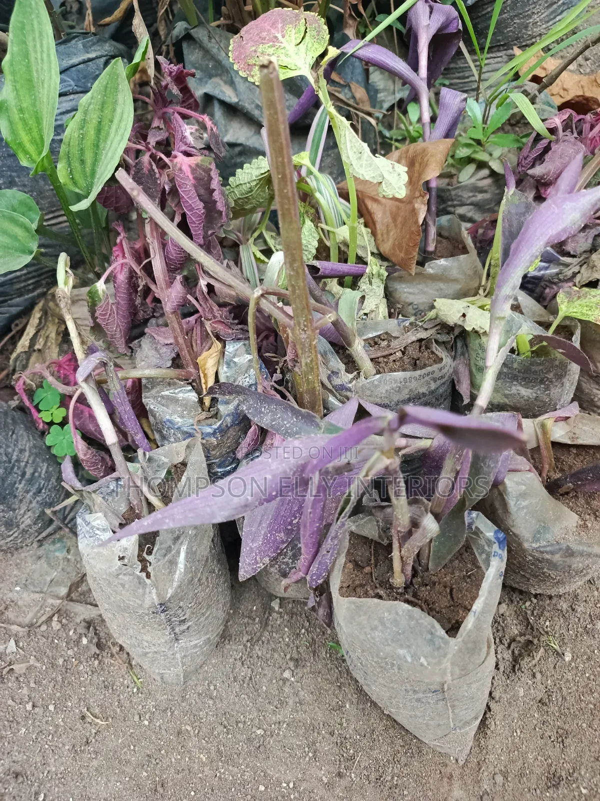 Purple Heart/ Purple Queen