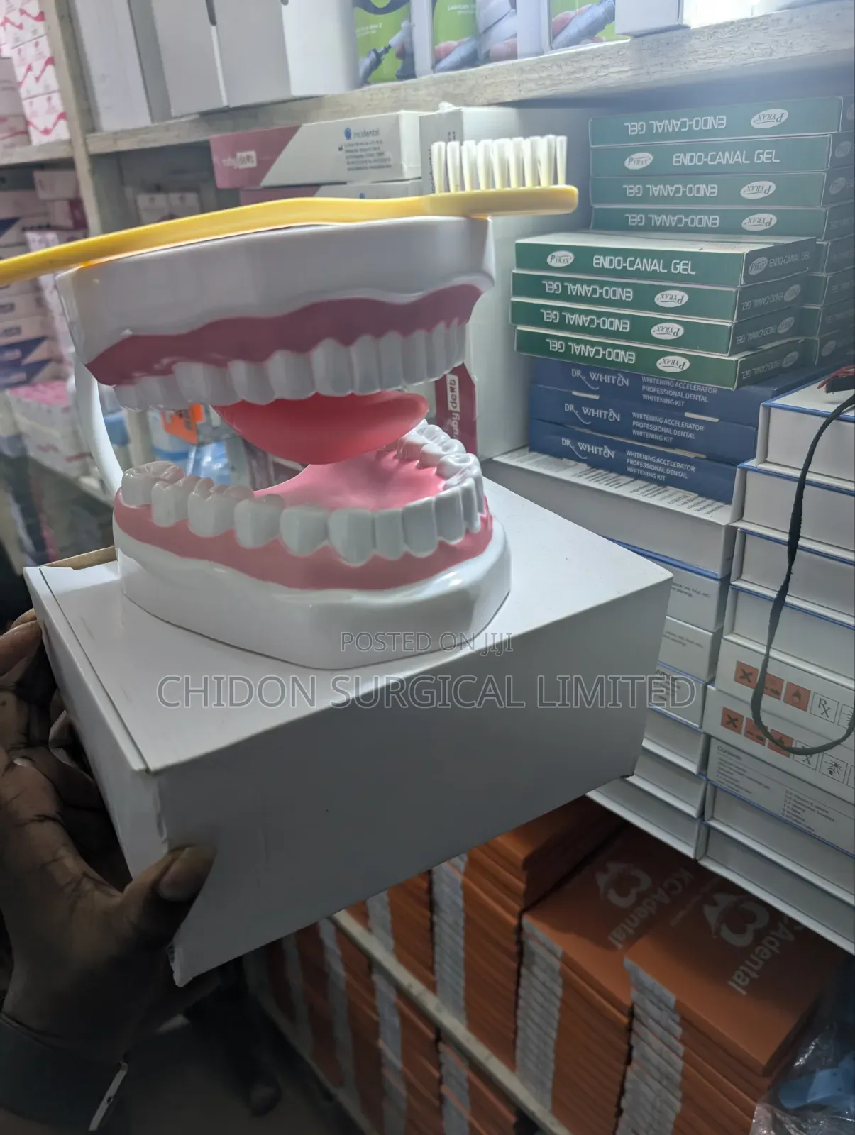 Dental Model Nd Brush 