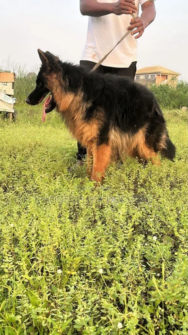 1+ year Male Purebred German Shepherd