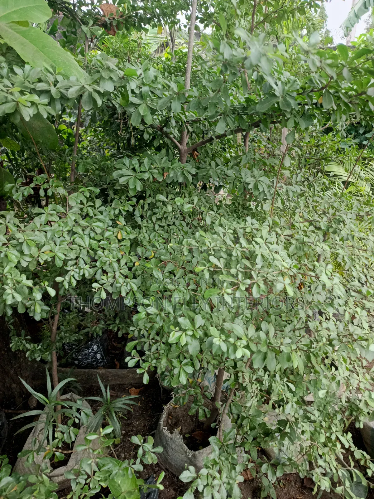 Umbrella Tree/Madagascar Almond