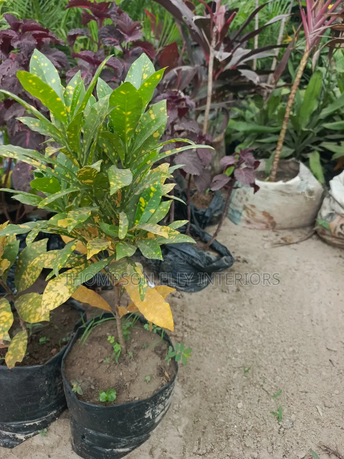 Crotons or Gold Dust