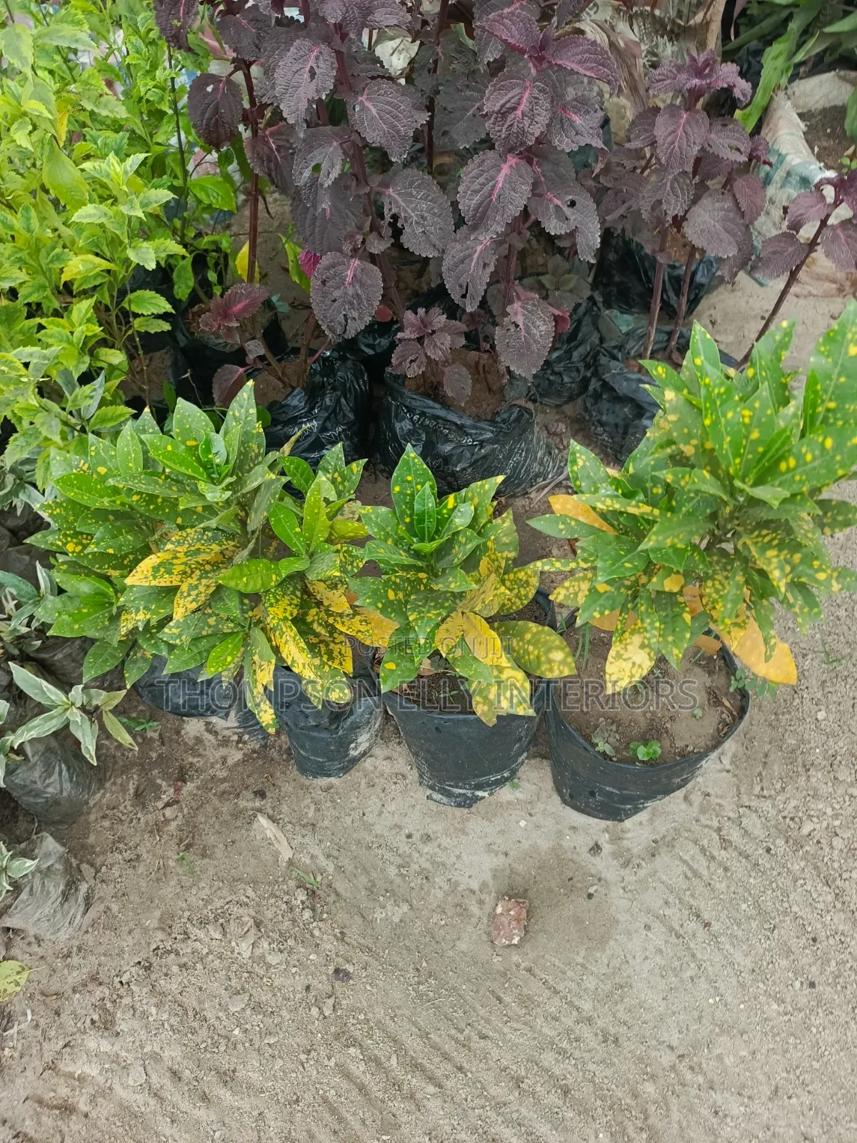 Crotons or Gold Dust