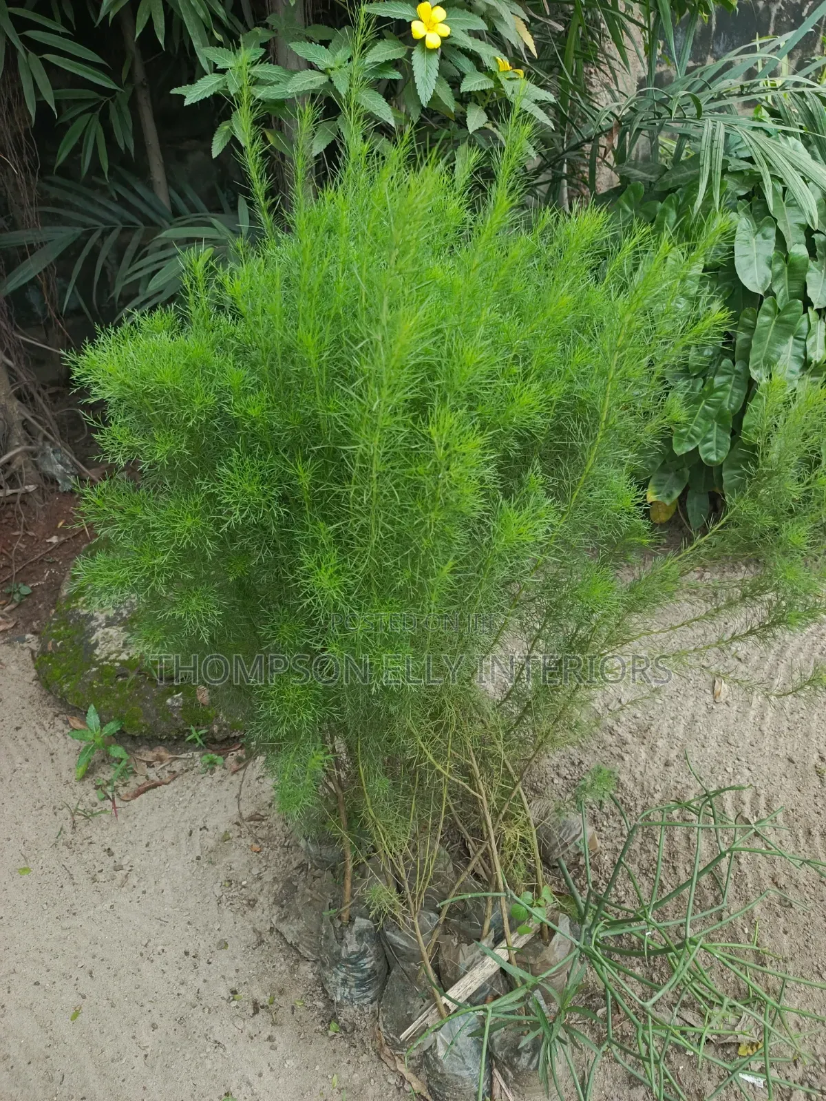 Dill Plant/ False Fennel