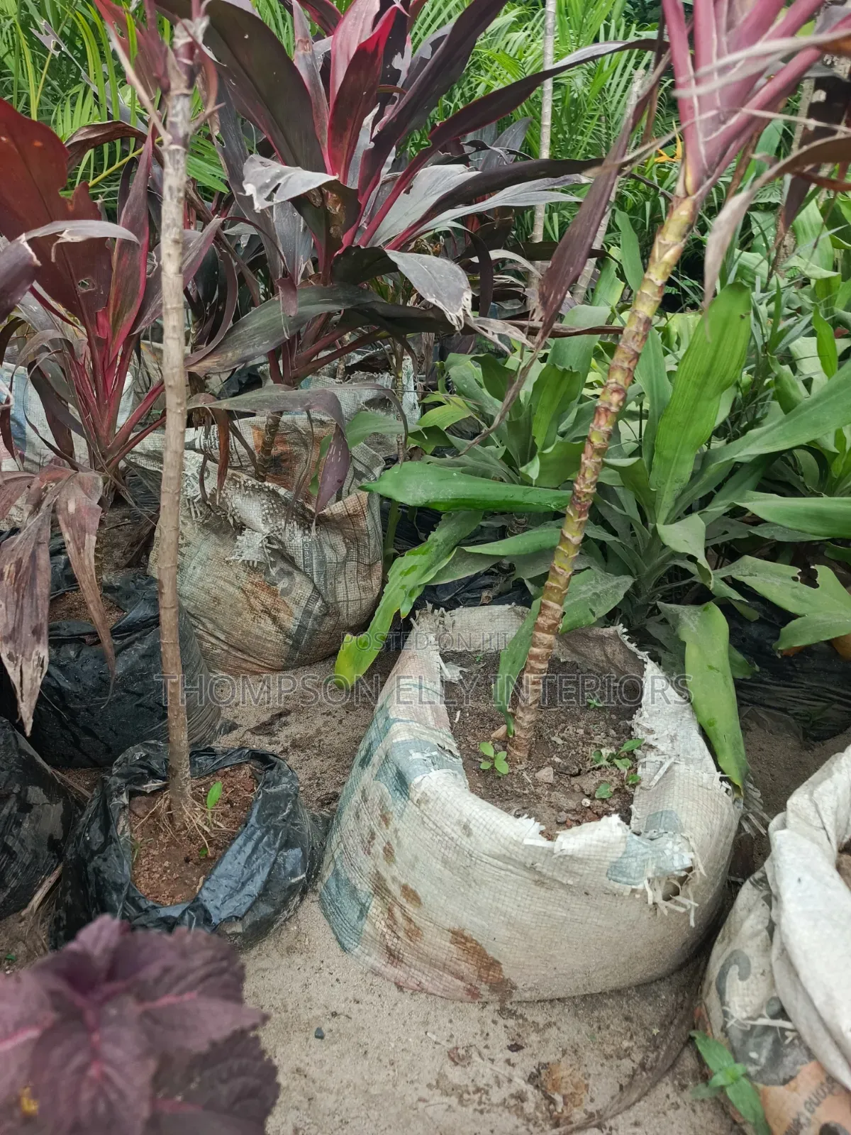 Cordyline/Red T Plant