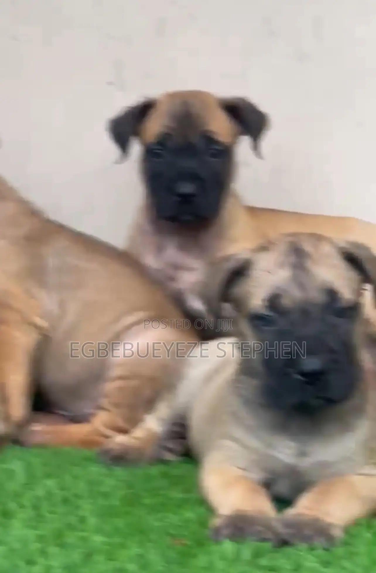 1-3 months Male Purebred Boerboel