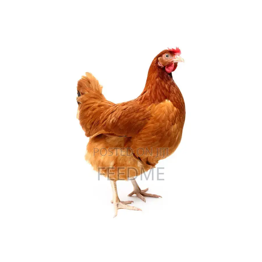 Live Chicken (Old Layers)