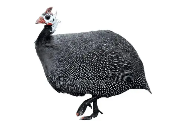 Guinea Fowl