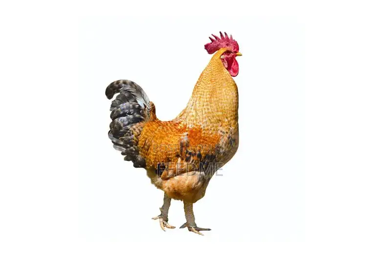 Local Chicken